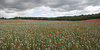 Poppies
