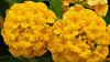 Lantana