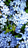 plumbago