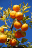 oranges on a tree