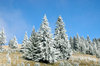 winter trees