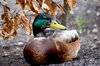 Mallard