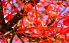 in the red looking for gold
