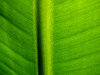 dusty green veins