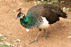 peahen colour