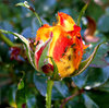 rosy bugs