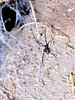 venomous female
