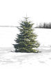 A Perfect Christmas Tree