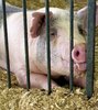 A Happy Pig