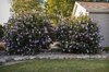 Rose of Sharon 2