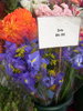 Iris  2