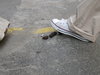 dog crap