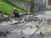 pigeon