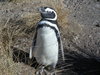 magellenic penguins