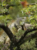 Iguana
