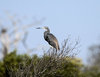 Tricolored Heron