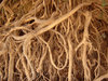 Roots