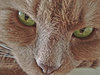 Green eyed cat