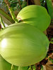 Coconut