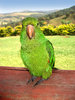 Maritaca 1