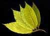Green Leaves 2