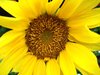 Sunflower 2