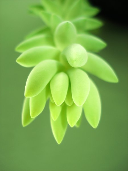 Succulent  2: Succulent