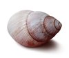 Shell 4