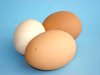Chicken Eggs