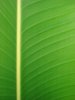 Banana Leaf 2