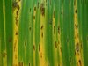 Rotten Banana Leaf 2