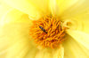 Mosquito in a flower