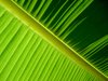 Banana Leaf