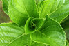 Beauty in Leaves 4