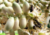 Asian honey bees