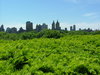 NYC Skyline