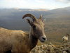 Bighorn Sheep