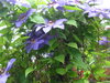 Flowers in Central Park