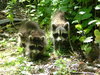 Baby Racoons 4