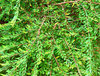 background garden greenery