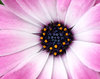 Flower splendor 3