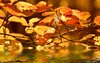 Fall background