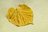 Yellow leaf