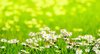Daisies in sunny meadow
