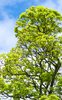 Tree top