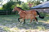 running horses