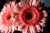 gerbera daisies
