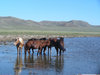 wild horses