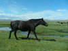 wild horses