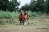 horses